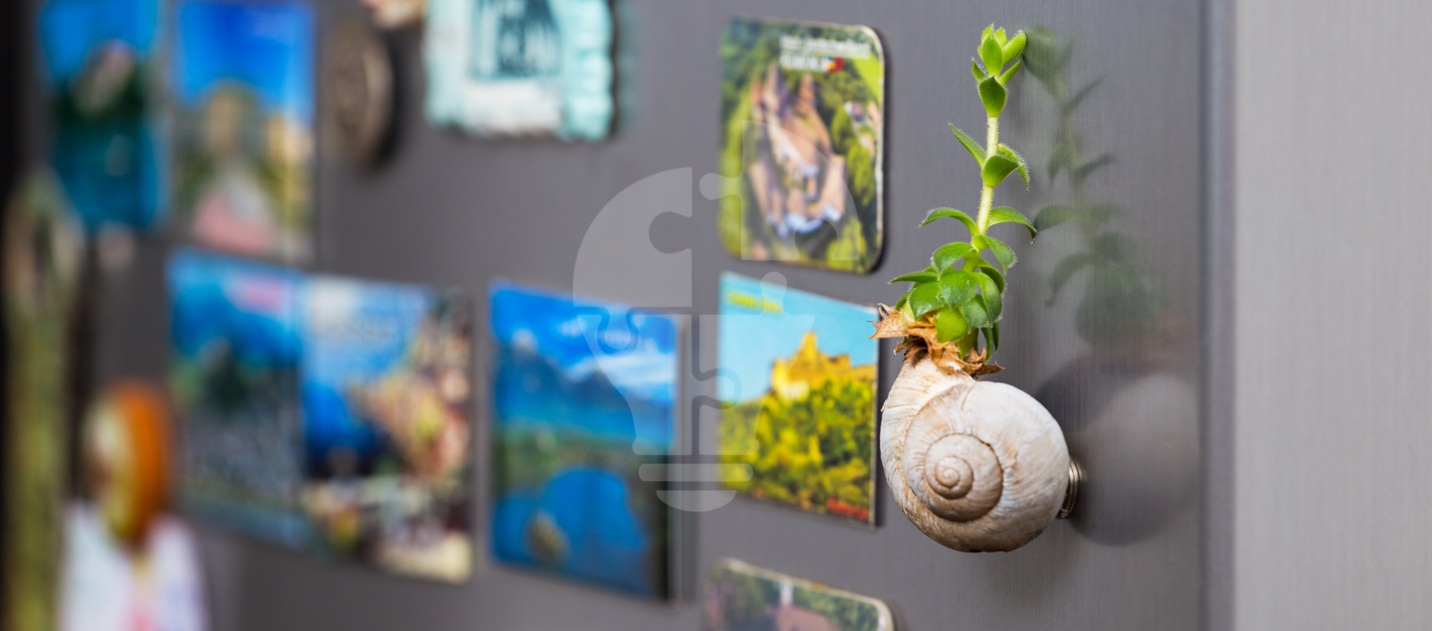 A snail shell with a small green plant sits against a backdrop of colorful postcards on a gray wall.