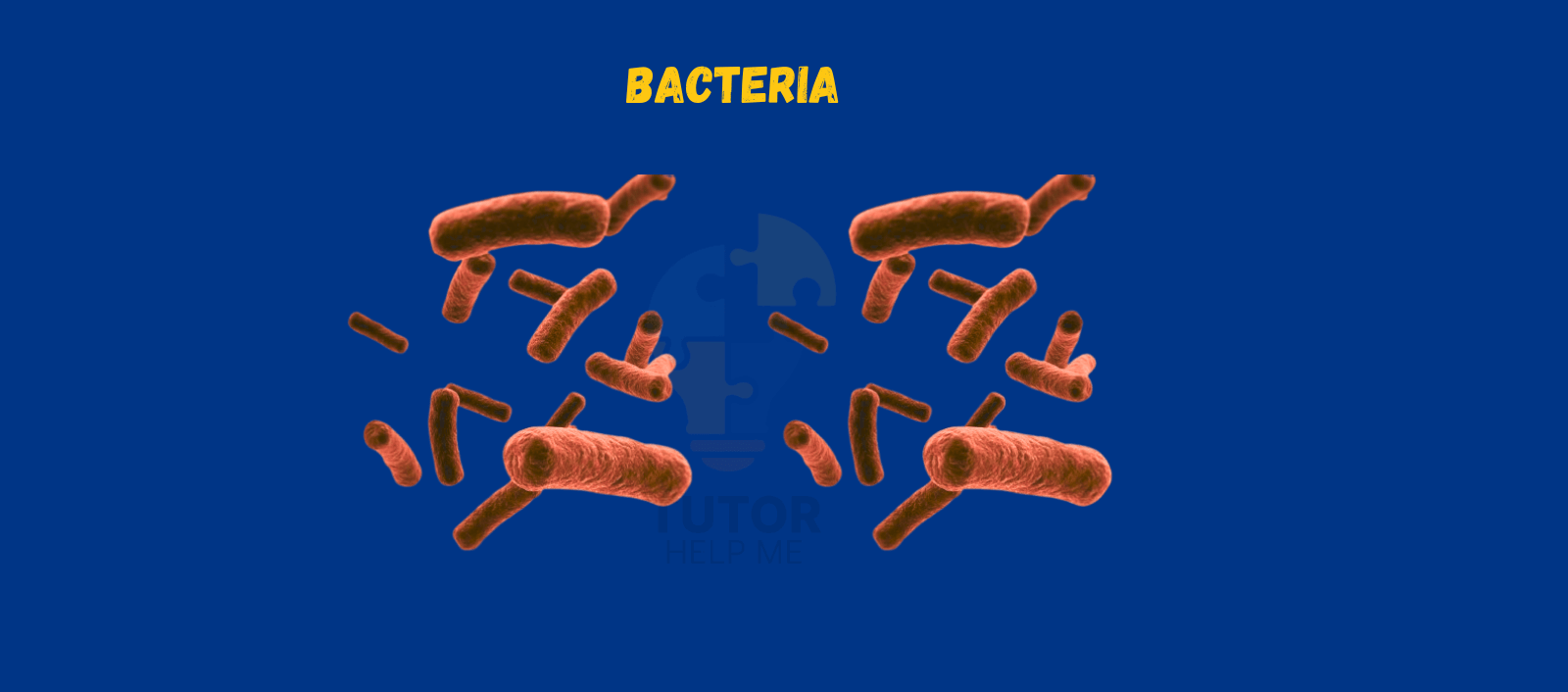 Illustration of bacteria in red against a blue background, labeled "BACTERIA," showcasing various shapes and forms.