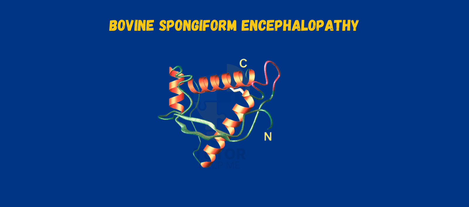 3D model visualization of a protein associated with Bovine Spongiform Encephalopathy, labeled with C and N termini.