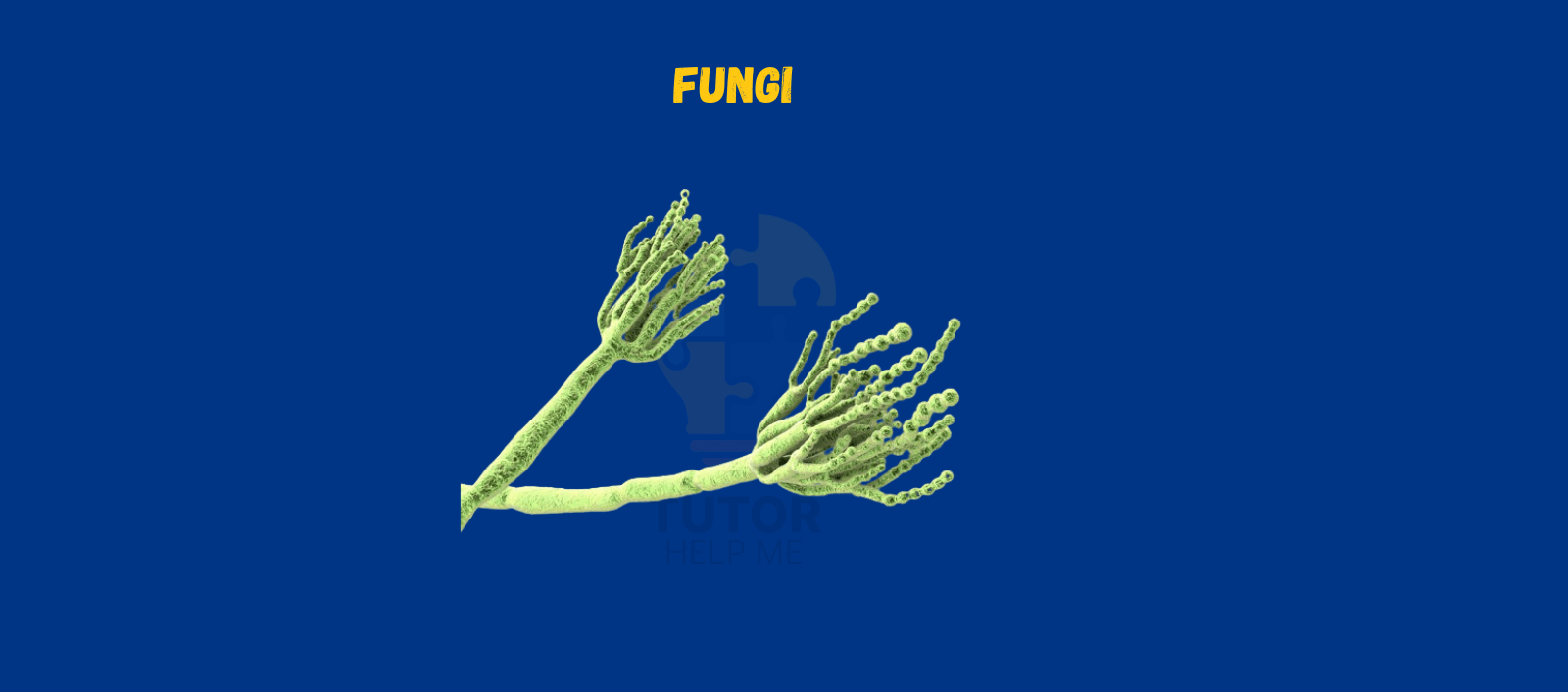 Illustration of fungi with green, branching structures against a blue background, labeled "Fungi" at the top.