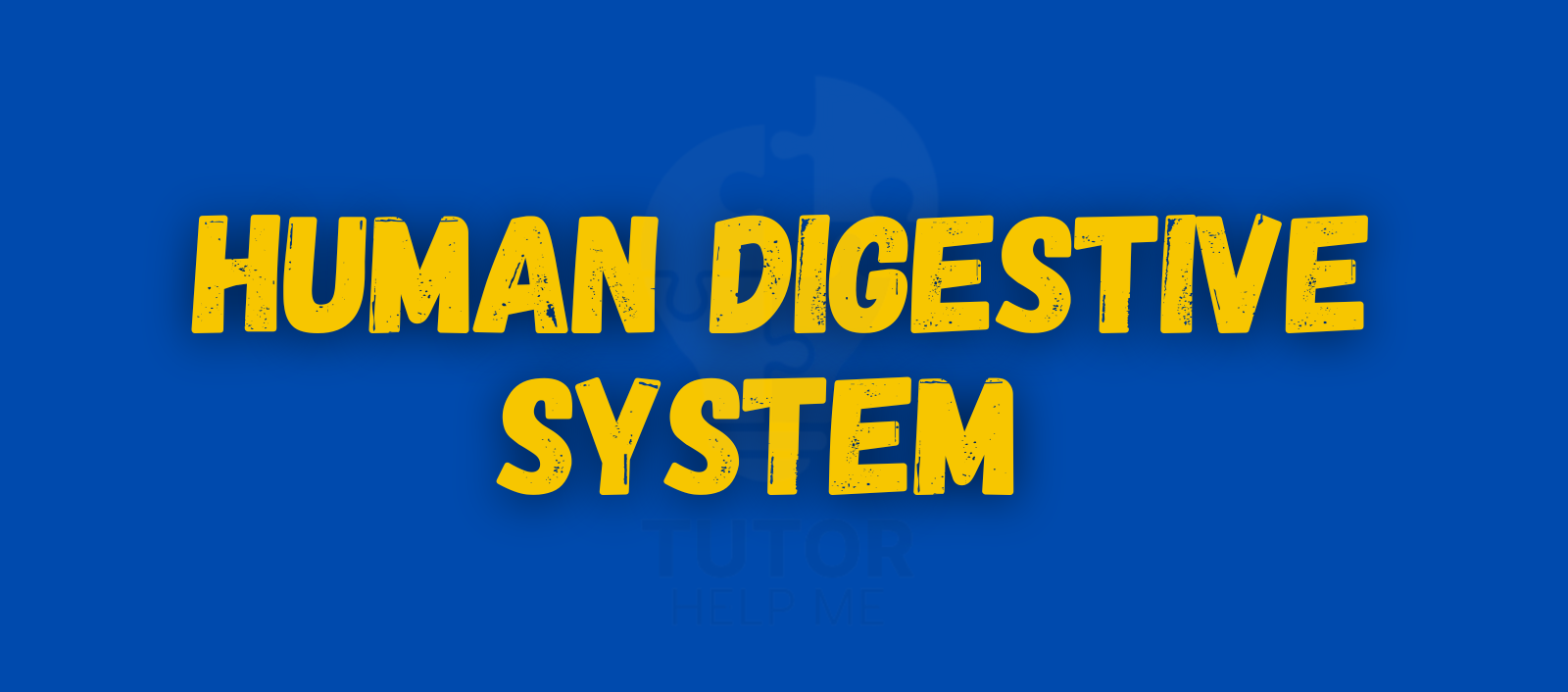 Illustration of the human digestive system