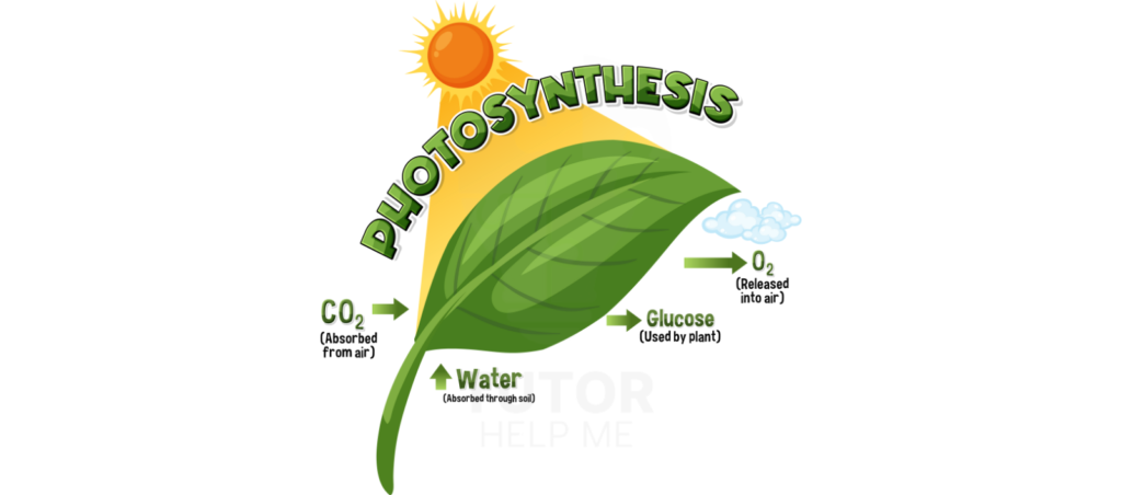 Visual representation of photosynthesis, detailing the conversion of sunlight, water, and carbon dioxide into glucose and oxygen.