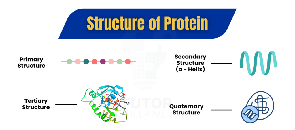 Visual representation of protein structure, showcasing primary, secondary, tertiary, and quaternary levels of organization.