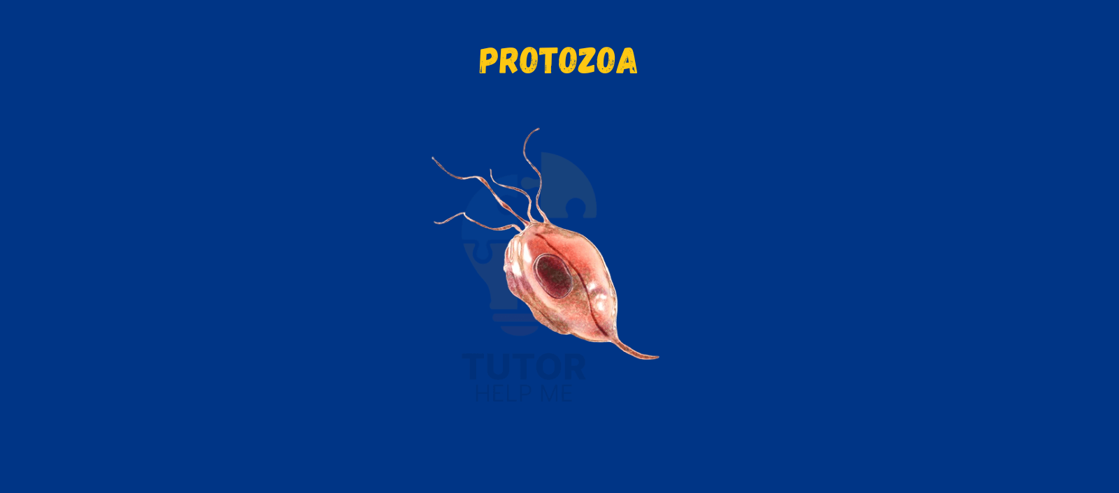 Illustration of a protozoan on a blue background, showcasing its distinct shape and features, labeled "PROTOZOA" at the top.