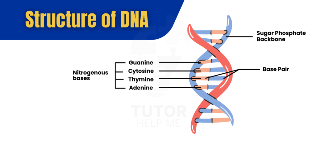 Visual representation of DNA's structure, featuring the iconic double helix and its nucleotide arrangement.