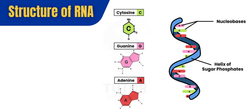 Diagram showing the molecular structures of DNA as a double helix and RNA as a single strand, emphasizing their unique forms.