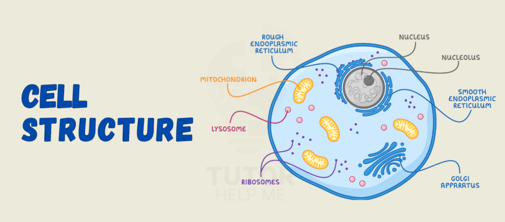 Visual representation of a cell's structure, emphasizing the arrangement and roles of different cellular components.