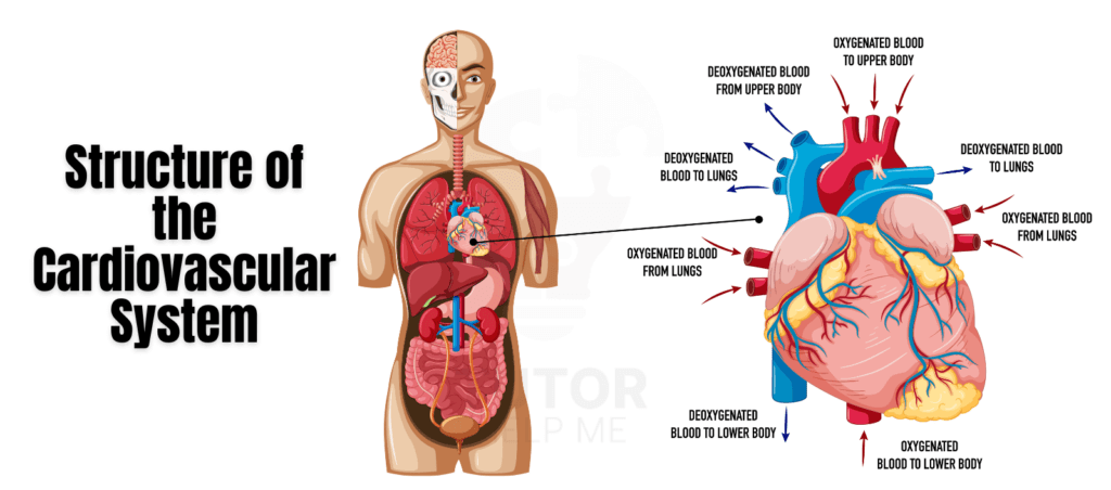 Diagram illustrating the structure of the cardiovascular system, including heart, blood vessels, and circulation pathways.