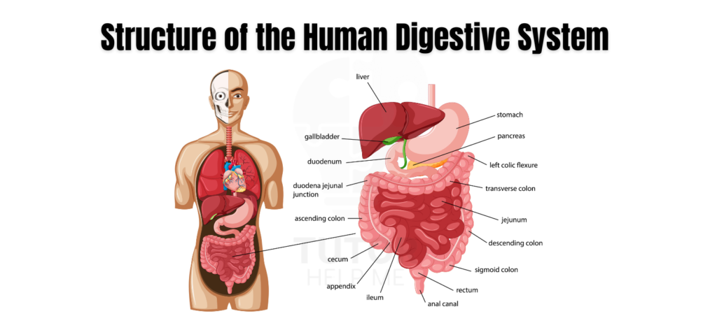 Diagram illustrating the structure of the human digestive system, highlighting key organs and their functions.
