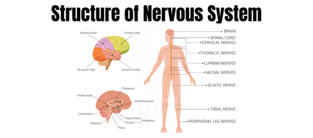 Diagram illustrating the structure of the nervous system, highlighting its various components and connections.
