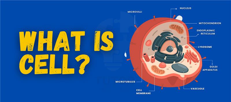 An informative graphic illustrating the concept of a cell, highlighting its structure and functions in biological systems.