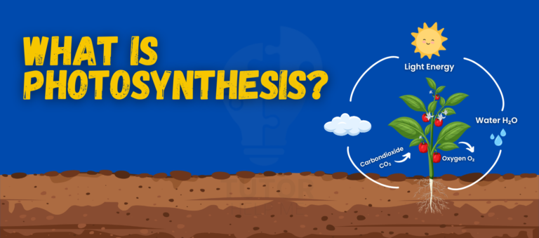 A diagram explaining photosynthesis, showcasing how plants convert sunlight, water, and carbon dioxide into energy.