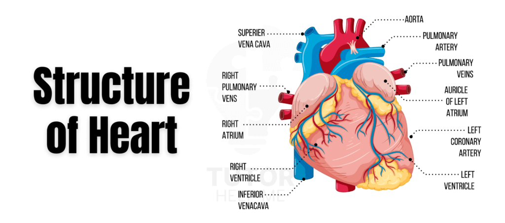 Diagram illustrating the structure of the heart, highlighting its chambers, valves, and major blood vessels.