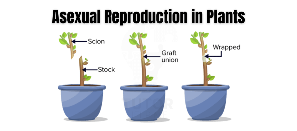 Visual representation of asexual reproduction stages in plants, detailing the methods and phases of reproduction.