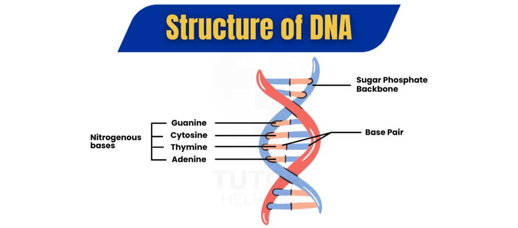 Illustration of DNA structure, showcasing the double helix formation and nucleotide pairing essential for genetic information.