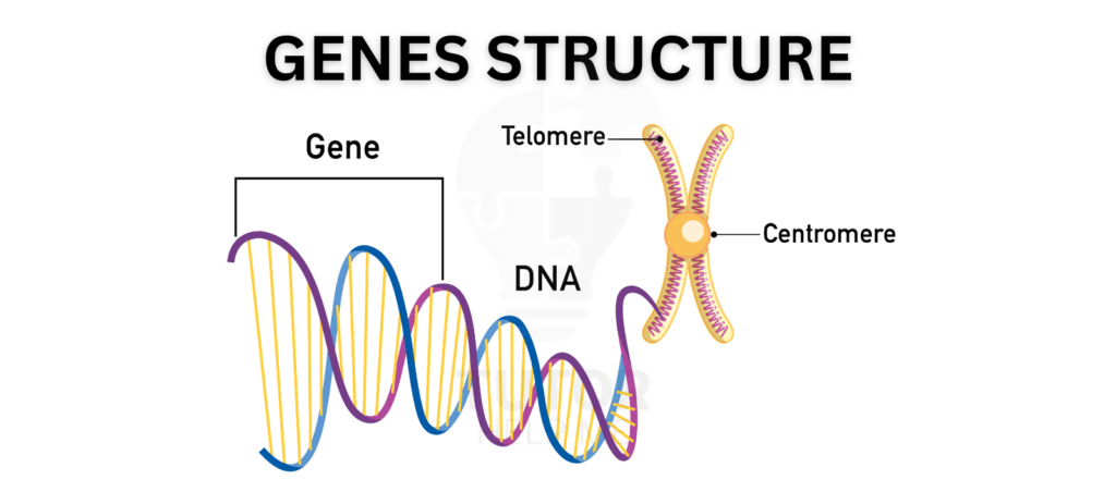 Graphic representation of DNA, focusing on the arrangement and repetition of genes in the genetic framework.