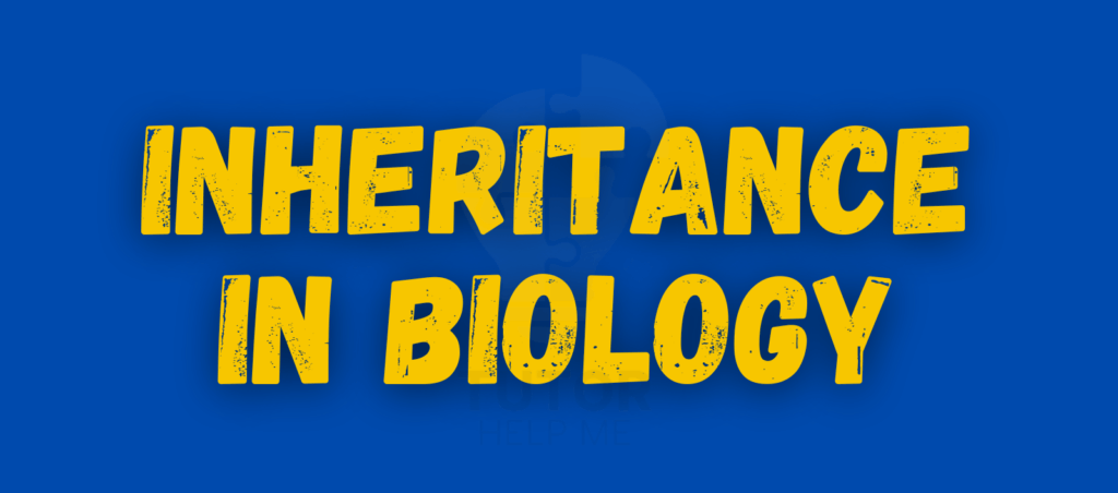 Educational graphic depicting inheritance in biology