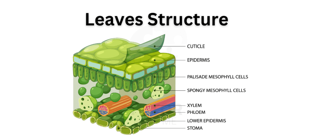 Visual representation of leaf structure, detailing elements like the blade, petiole, and vascular system.