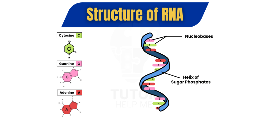 Diagram illustrating the structure of RNA, highlighting its nucleotide composition and double-helix formation.