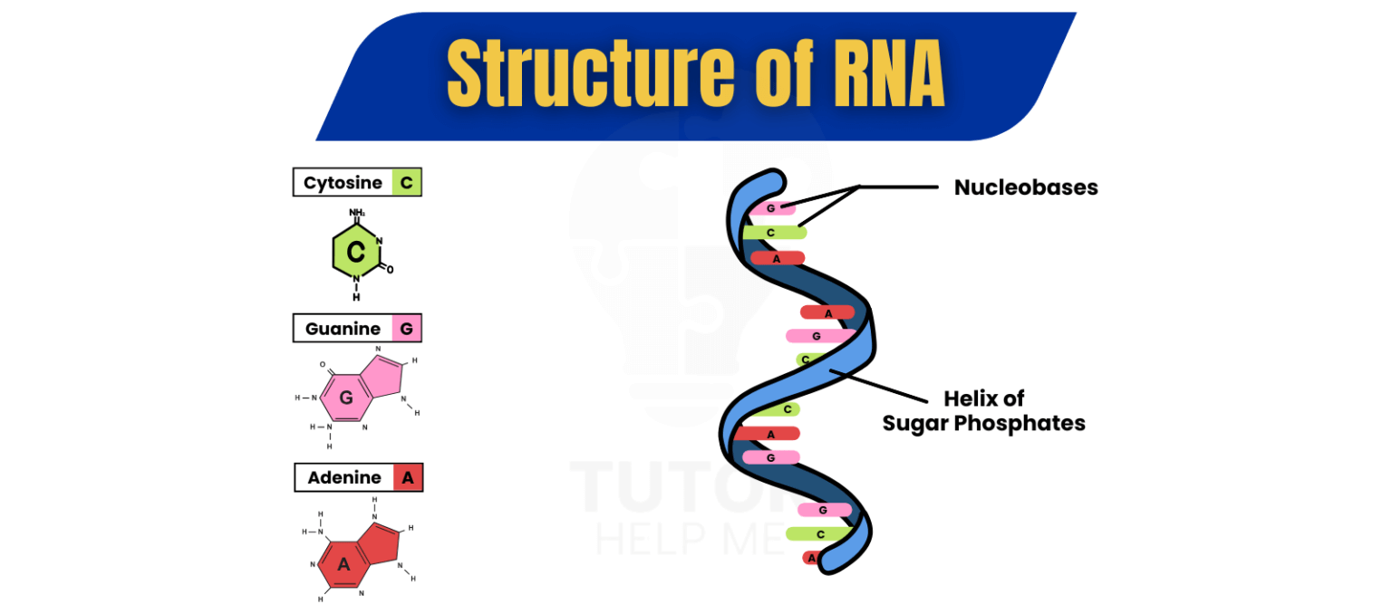 Biological Molecules | Lipids, Carbohydrates, Nucleic Acids, and proteins