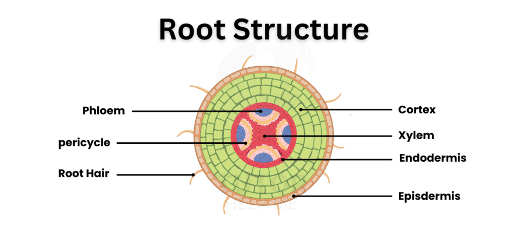 Diagram depicting the root structure of a plant, highlighting the various components and their functions in nutrient absorption.