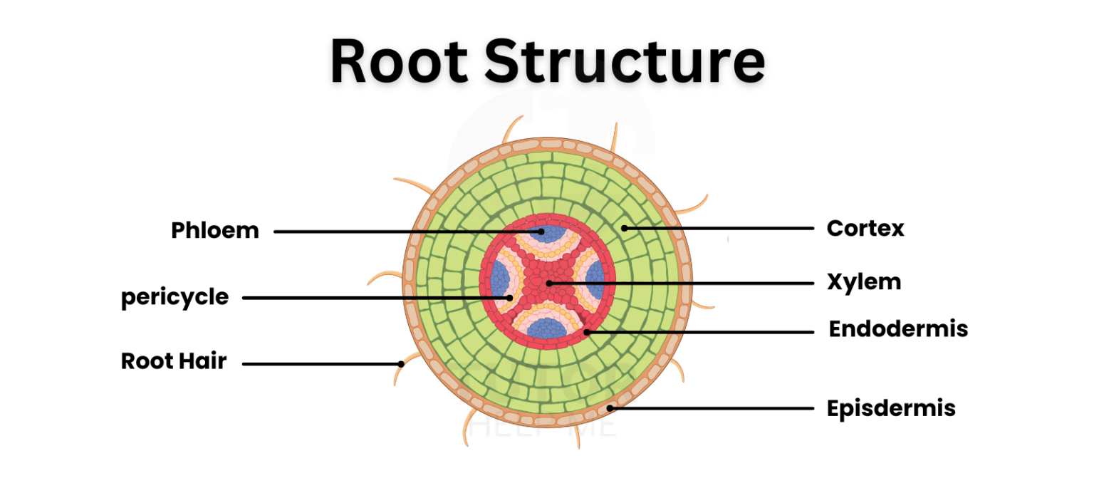 Plant Anatomy: Roots, Stems, and Leaves - Tutorhelpme