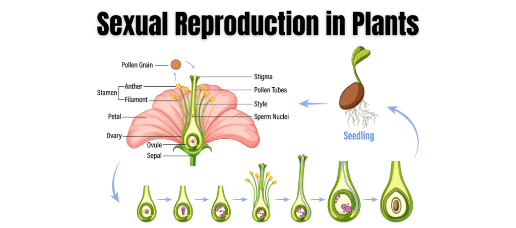 Diagram illustrating the process of sexual reproduction in plants, highlighting key stages like pollination and seed development.