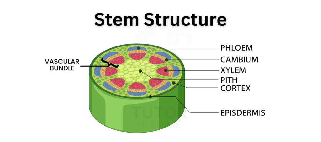 Detailed illustration of a plant's stem structure, showcasing its components and arrangement for educational purposes.