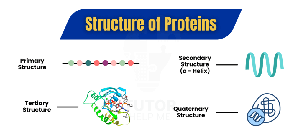 Diagram illustrating the intricate structure of a protein, showcasing its various levels of organization and folding patterns.