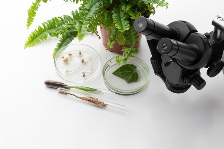 A microscope next to a potted fern, petri dishes with plant samples, and a test tube containing a leaf and roots on a white surface.